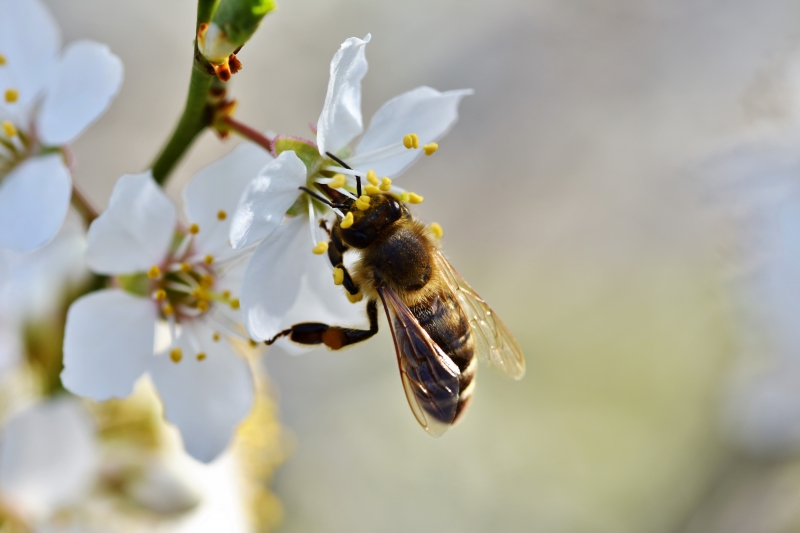 jardinerie-MONTAUROUX-min_bee-4092986