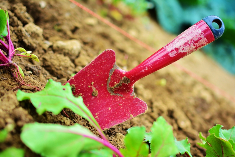 jardinerie-MONTAUROUX-min_gardening-2448134